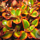 Coprosma r. 'Tequilla Sunrise' 15-20 cm 3,0L
