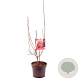 Cotinus cog. 'Royal Purple' 60 cm 7,5L