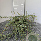 Cotoneaster pr. 'Queen of Carpets' 40-50 cm 2,0L