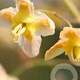 Epimedium pinnatum 'Black Sea' GM P9