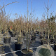 Davidia involucrata 250-275 cm cont. 80L meerstammig
