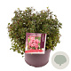 Escallonia 'Red Dream' 20-25 cm 5,0L