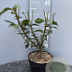 Euonymus alatus 35-40 cm 3,0L
