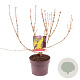 Forsythia int. 'Lynwood' 40-50 cm 3,0L