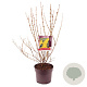 Forsythia int. 'Lynwood' 60-80 cm 7,5L