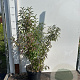 Forsythia int. Week-End 60-80 cm 7,5L