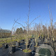 Gleditsia triac. 'Sunburst' 250-300 cm cont. 110L meerstammig