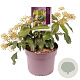 Hedera col. 'Fall Favourite' 30-40 cm 7,5L