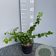 Hedera hib. 'Arbori Compact' 25-30 cm 2,0L