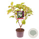 Hydrangea querc. 'Alice' 30-35 cm 3,0L