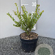 Ilex crenata 'Green Hedge' 15-20 cm 2,0L