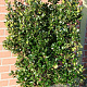 Ilex meserv. 'Blue Prince' 100-120 cm met kluit