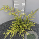 Juniperus pf. 'Old Gold' 40-50 cm 2,0L