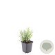 Lavandula ang. 'Munstead' GM P9