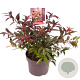 Leucothoe keiskei 'Royal Ruby' 20-25 cm 5,0L
