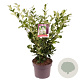 Ligustrum j. 'Texanum' 40-50 cm 5,0L