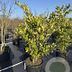 Ligustrum j. 'Texanum' 125-150 cm 50L