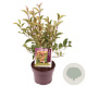 Ligustrum luc. Green Screen 25-30 cm 3,0L