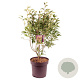 Ligustrum luc. Green Screen 80-90 cm 13L