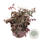 Loropetalum c. 'Pipa's Red' 40-50 cm 10L