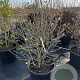 Magnolia stellata 80-100 cm 5,0L