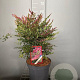 Nandina d. Obsessed 30-40 cm 7,5L