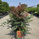 Nandina d. Obsessed 30-40 cm 10L