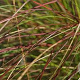 Eragrostis c. 'Totnes Burgundy' GM P9