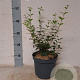 Osmanthus burkwoodii 30-40 cm 3,0L