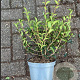 Osmanthus burkwoodii 30-40 cm 3,0L