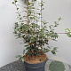 Osmanthus heter. 'Purpureus' 60-80 cm 10L