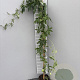 Passiflora caerulea 'Const.Elliott' 100-125 cm 2,0L