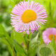 Erigeron glaucus GM P9