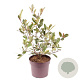Photinia fraseri Louise 60 cm 7,5L