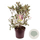 Photinia fraseri Louise 70-80 cm 10L