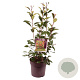 Photinia fraseri 'Red Robin' 80-90 cm 10L