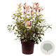 Photinia fraseri 'Red Robin' 100-125 cm 20L