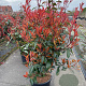 Photinia fraseri 'Red Robin' 100-125 cm 20L