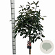 Photinia fraseri 'Red Robin' 120 cm stam 10L