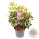 Pieris 'Forest Flame' 25-30 cm 3,0L