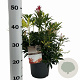 Pieris 'Forest Flame' 25-30 cm 3,0L