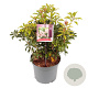 Pieris japonica 'Bonfire' 25-30 cm 3,0L