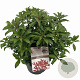 Pieris jap. 'Mountain Fire' 25-30 cm 3,0L