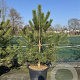 Pinus nigra nigra 175-200 cm cont. 110L