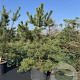 Pinus sylvestris 225-250 cm cont. 160L