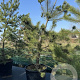 Pinus sylvestris 250-300 cm cont. 230L