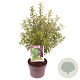 Pittosporum t. 'Penmarch' 30-40 cm 3,0L