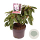 Rhododendron 'Blue Peter' 30-40 cm 5,0L
