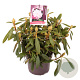 Rhododendron (Y) 'Carol. Allbrook' 25-30 cm 5,0L