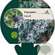 Eryngium bourgatii GM P9